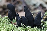 Xylaria polymorpha Dead Man's Fingers. Tough cylindrical black fruiting body up to 8cm high. Usually growing on beech logs or stumps. All year.