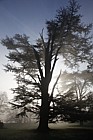 Cedrus libani Cedar of Lebanon