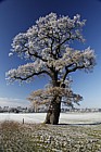 Frosty oak Quercus robur
