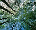 Tilia cordata Small-leaved lime Kings wood Heath and Reach looking up showing twig interfearance