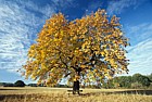 Aesculus hippocastanum Horse Chestnut