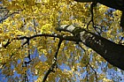 Tilia tomentosa 'Petiolaris'