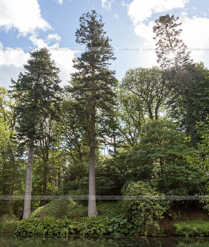 Abies alba Common Silver Fir