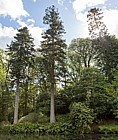 Abies alba Common Silver Fir