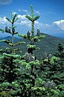 Abies balsamea Balsam fir Whiteface mountain New York state