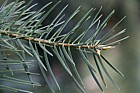 Abies bracteata Santa Lucia Fir