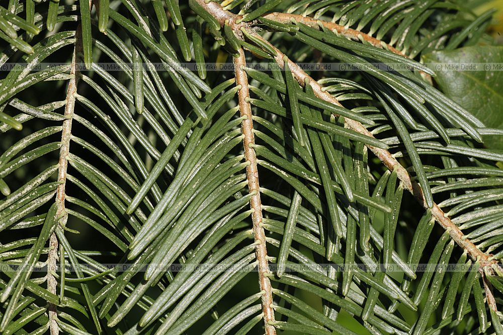 Abies concolor var lowiana Pacific White Fir