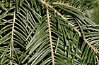 Abies concolor var lowiana Pacific White Fir