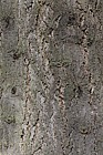 Abies concolor var lowiana Pacific White Fir
