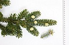 Abies fraseri Fraser Fir