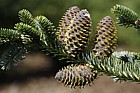 Abies fraseri Fraser Fir