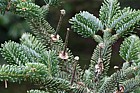 Abies fraseri Fraser Fir rachis