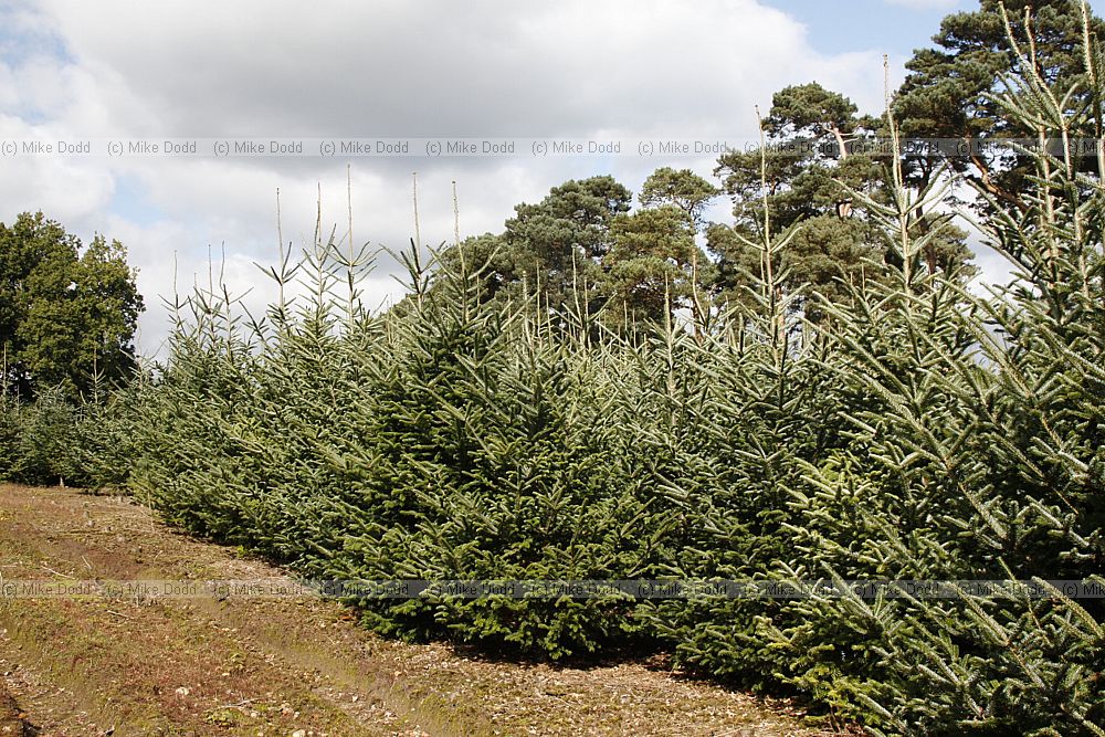Abies fraseri Fraser Fir grown as christmas trees