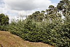Abies fraseri Fraser Fir grown as christmas trees