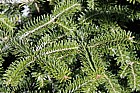 Abies fraseri Fraser Fir grown as christmas trees