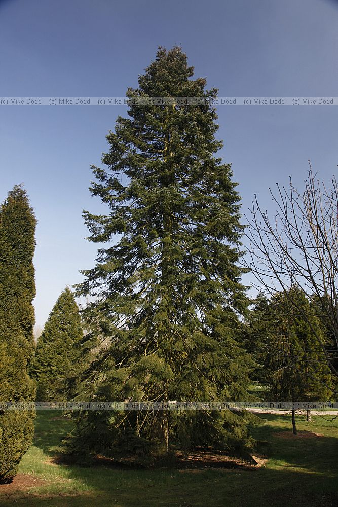 Abies grandis Giant Fir