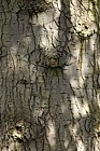 Abies grandis Giant Fir