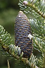 Abies koreana Korean Fir
