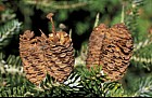 Abies koreana 'Flava'