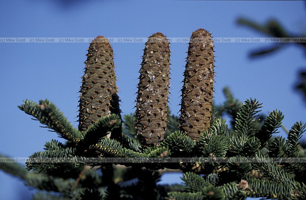 Abies nebrodensis