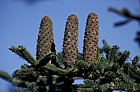 Abies nebrodensis