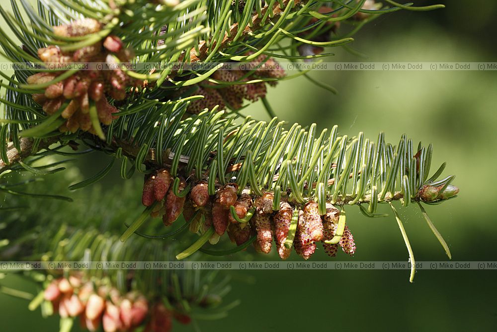Abies nordmanniana Nordmann fir