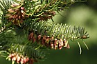 Abies nordmanniana Nordmann fir