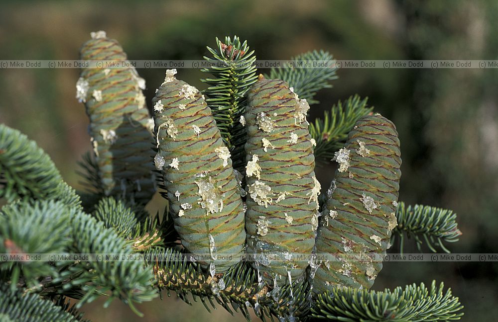 Abies numidica cones with resin