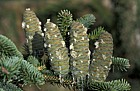 Abies numidica cones with resin