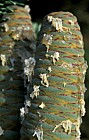 Abies numidica cones with resin