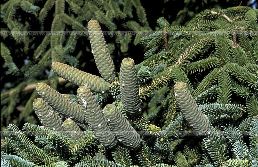 Abies numidica 'Pendula' cones with resin