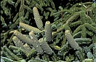 Abies numidica 'Pendula' cones with resin