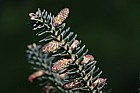 Abies pinsapo Spanish fir