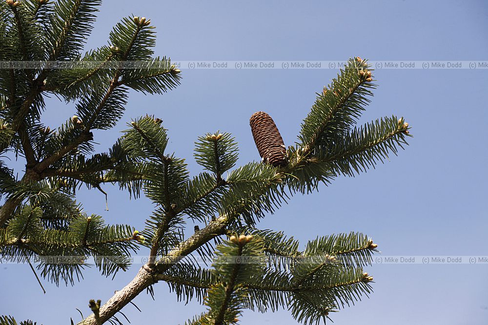 Abies spectabilis Himalayan fir