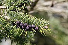 Abies spectabilis var brevifolia Himalayan fir