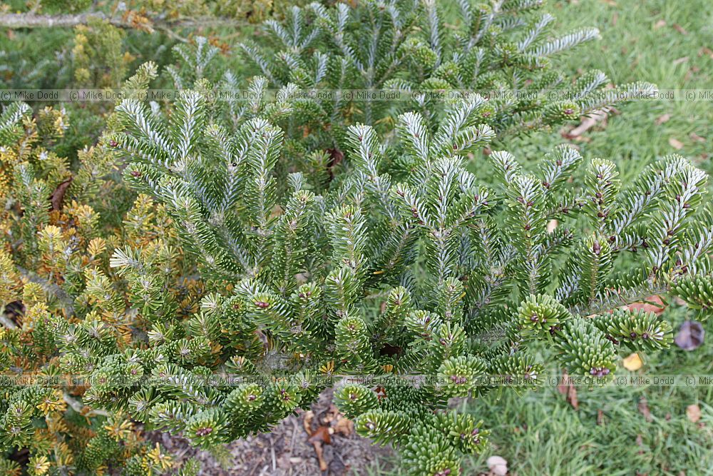 Abies veitchii var sikokiana