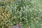 Abies veitchii var sikokiana