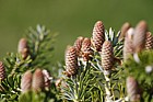 Abies x arnoldiana