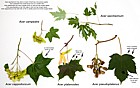Acer common urban species