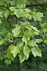 Acer buergerianum 'Koshi Miyasama'
