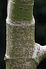 Acer campbellii var fansipanense