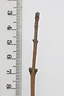 Acer campestre Field Maple