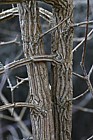 Acer campestre Field Maple