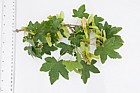 Acer campestre Field Maple