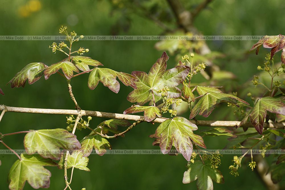 Acer campestre 'Red Shine'