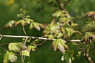 Acer campestre 'Red Shine'