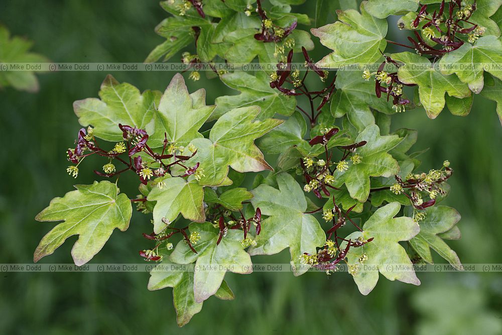 Acer campestre 'Schwerinii'