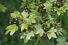 Acer campestre 'Schwerinii'