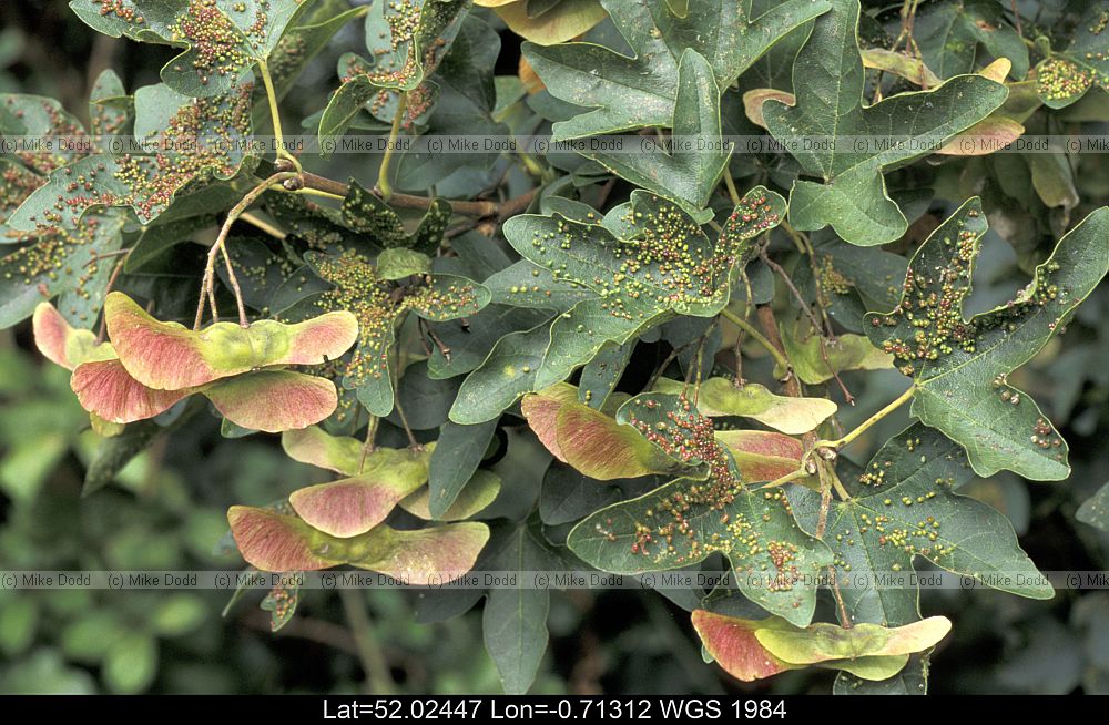 Acer campestre Field Maple