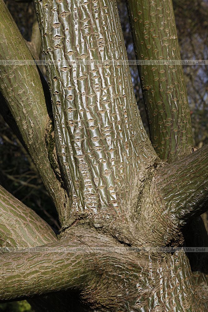 Acer capillipes